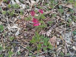 Image of Corydalis buschii Nakai