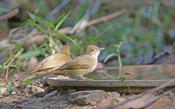 Image of Grey-eyed Bulbul