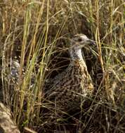 Imagem de Scleroptila shelleyi (Ogilvie-Grant 1890)