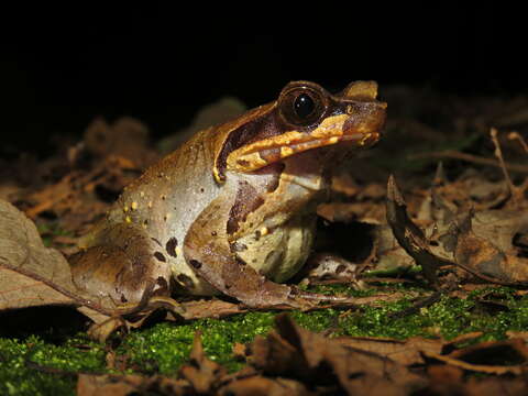 Image of Glandular horned toad