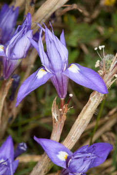 Plancia ëd Moraea sisyrinchium (L.) Ker Gawl.