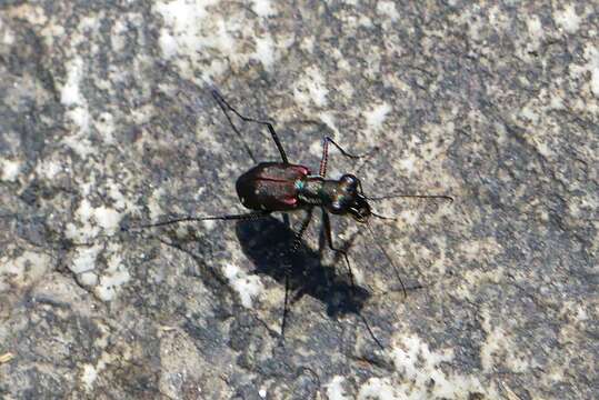 Cylindera (Ifasina) paeninsularis Naviaux 1991 resmi