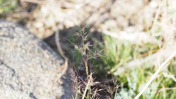 Plancia ëd Muhlenbergia microsperma (DC.) Kunth