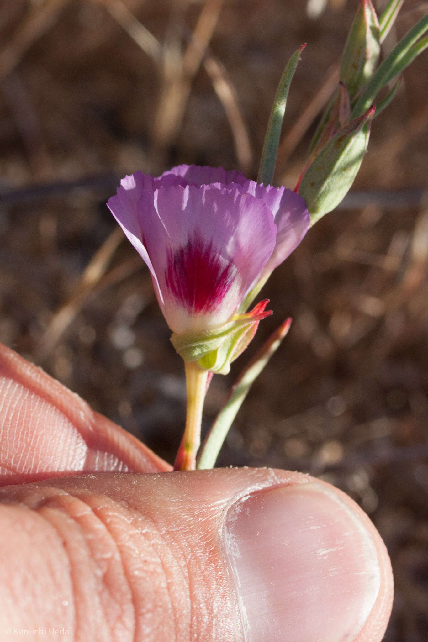 Image of redspot clarkia