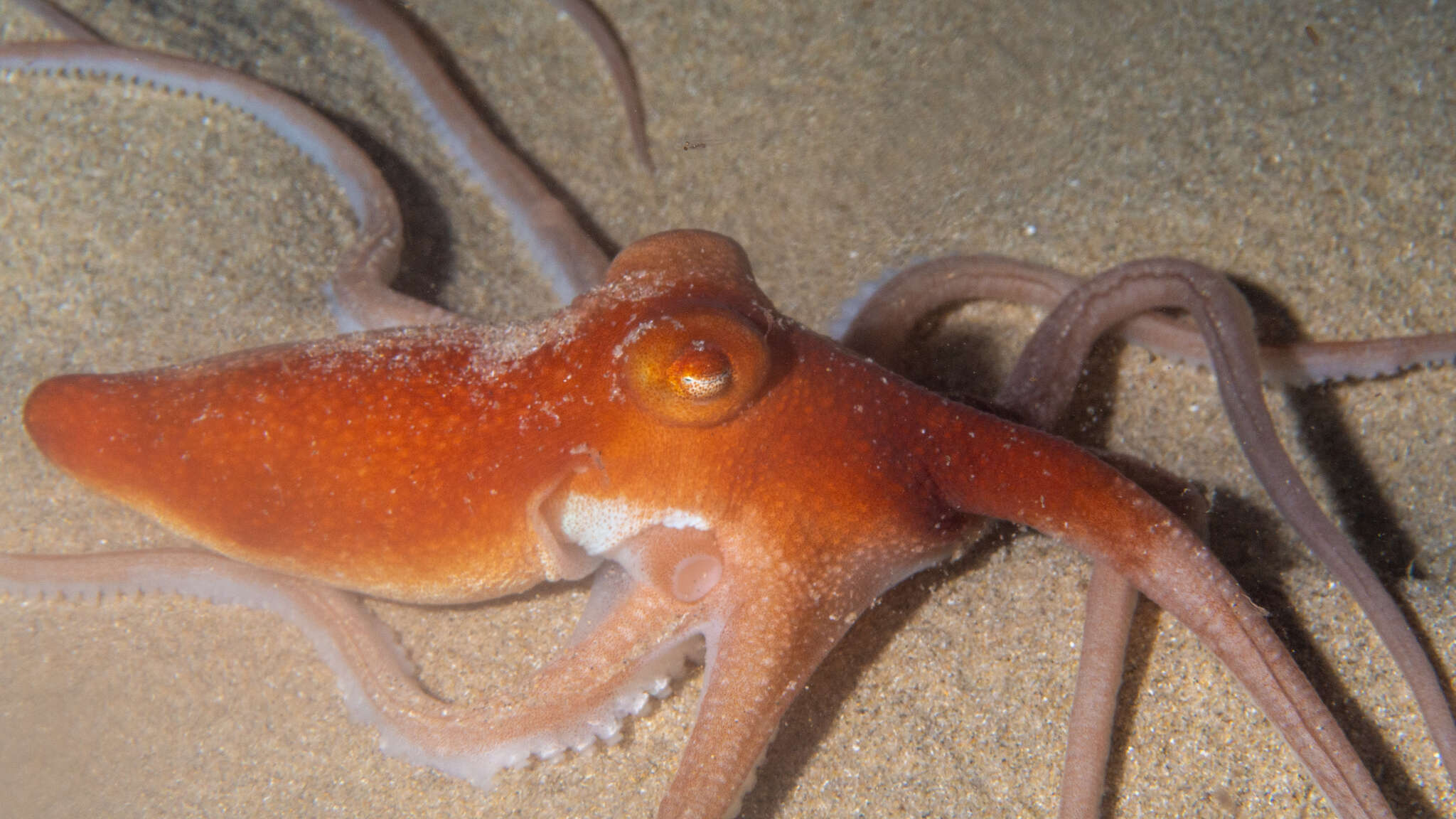 Image of southern sand octopus