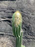 Imagem de Coleocephalocereus fluminensis (Miq.) Backeb.