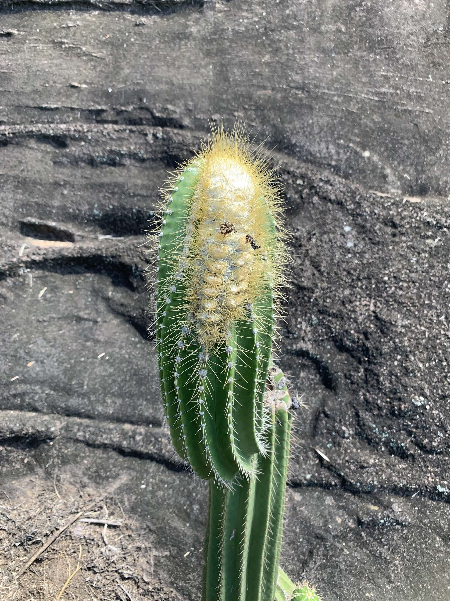 Coleocephalocereus fluminensis (Miq.) Backeb.的圖片