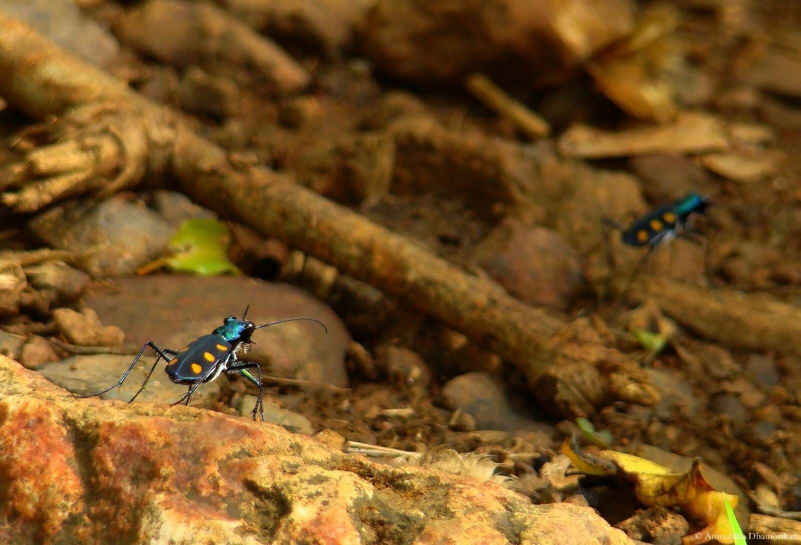 Image of Cicindela (Calochroa) safraneki (Werner & Wiesner 2008)