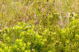 Image of Leucadendron spissifolium subsp. oribinum I. J. M. Williams