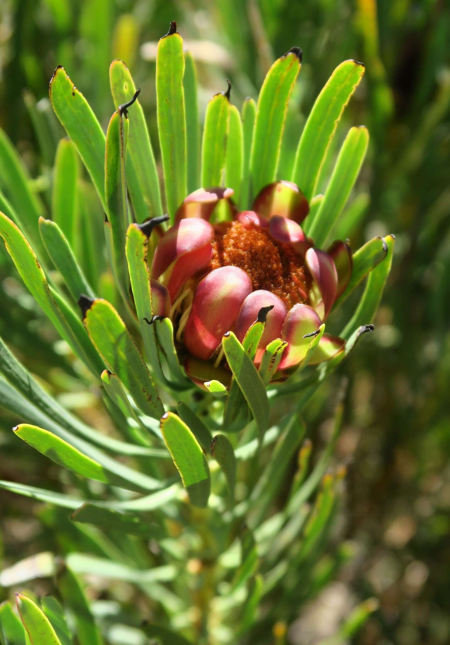 Plancia ëd Protea acuminata Sims