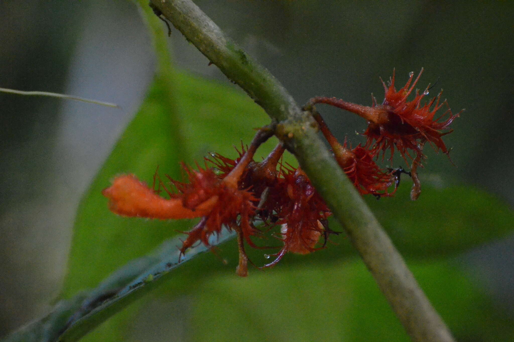 Image of Glossoloma medusaeum (L. E. Skog) J. L. Clark