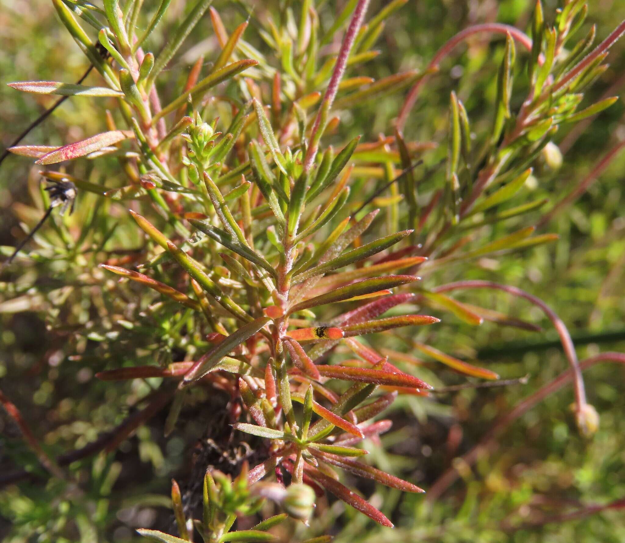 Felicia hyssopifolia (Berg.) Nees resmi