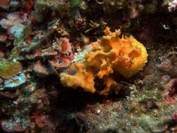 Image of white-spotted yellow nudibranch