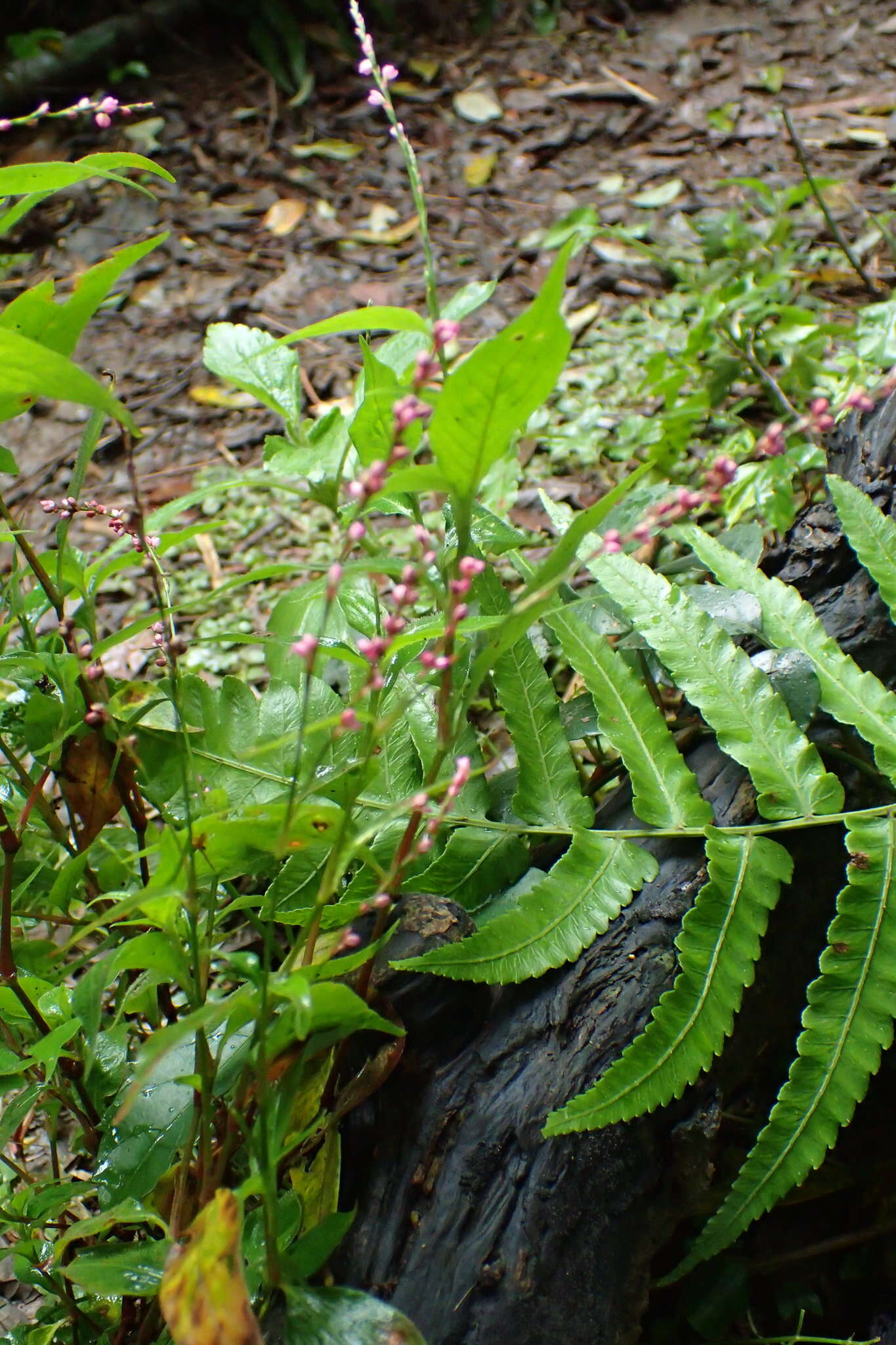 Image of Oriental Lady's-Thumb