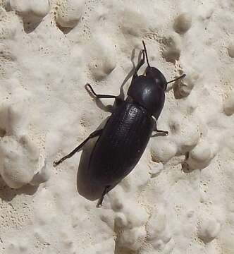 Image of Darkling beetle