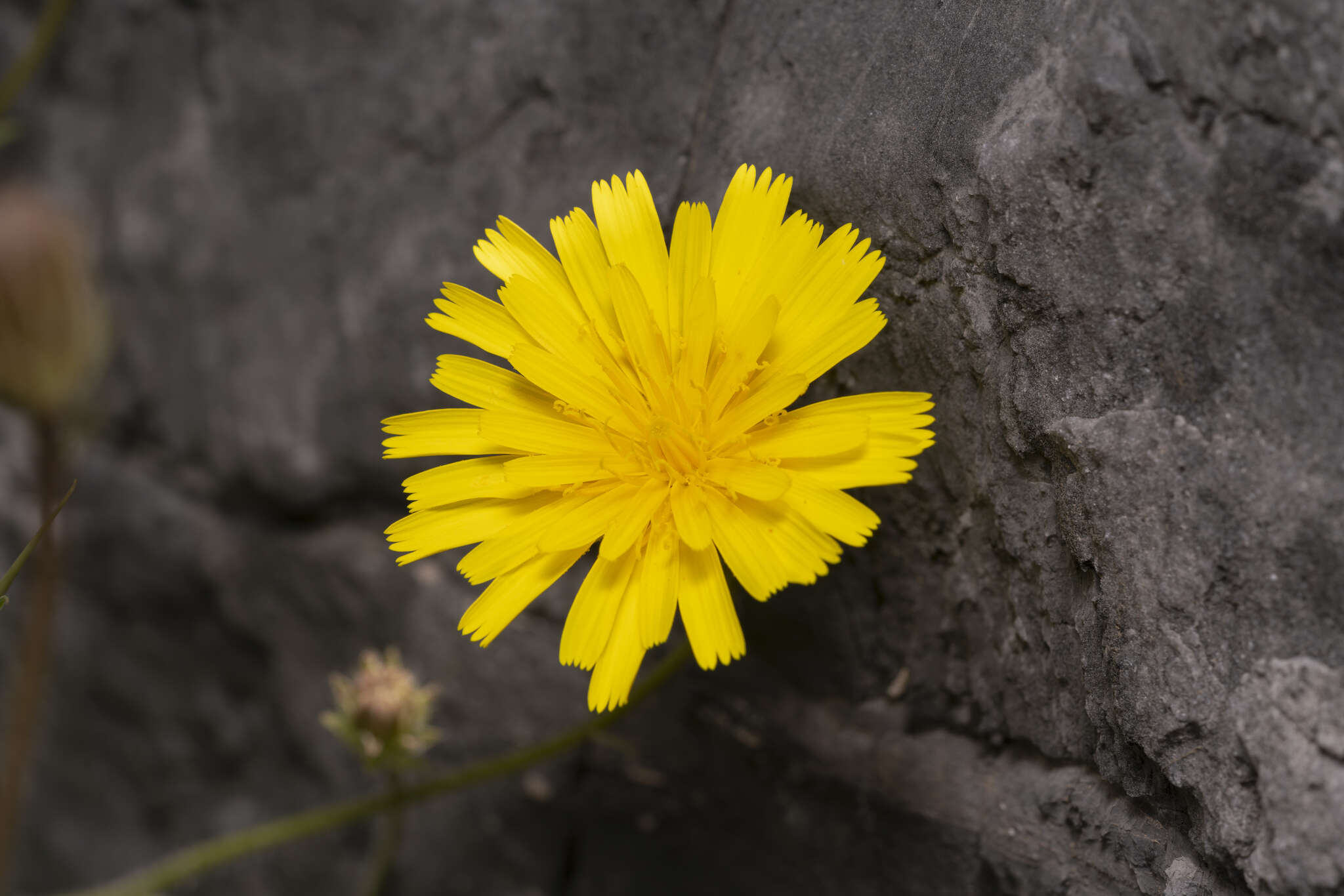 Image of smallflower oxtongue