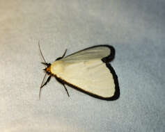 Image of Leucovis alba Rothschild 1897