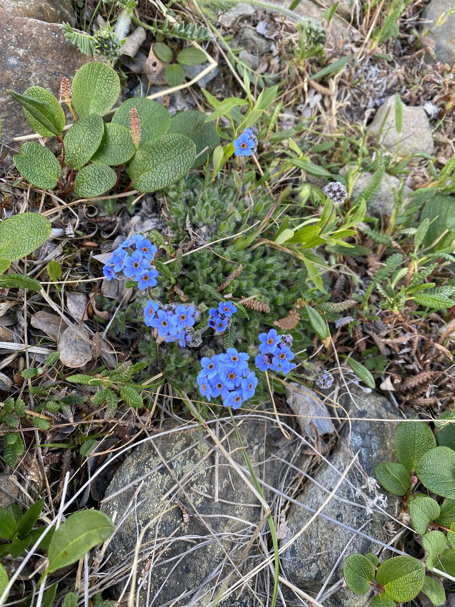 صورة Eritrichium nanum var. aretioides (Cham.) Herder