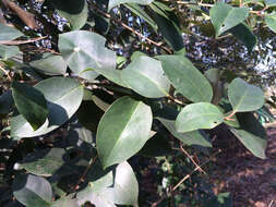 Image of glossy privet