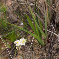 Image of Geissorhiza imbricata subsp. imbricata