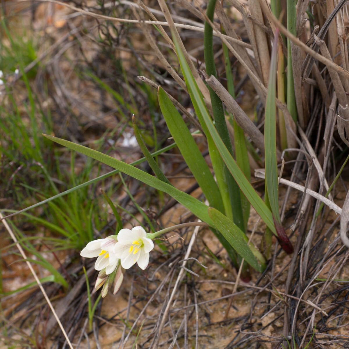 Image of Geissorhiza imbricata subsp. imbricata