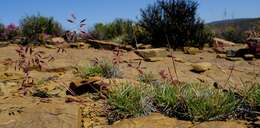 Image of South African oatgrass