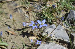 Imagem de Gentianella moorcroftiana (Wall. ex Griseb.) Airy Shaw