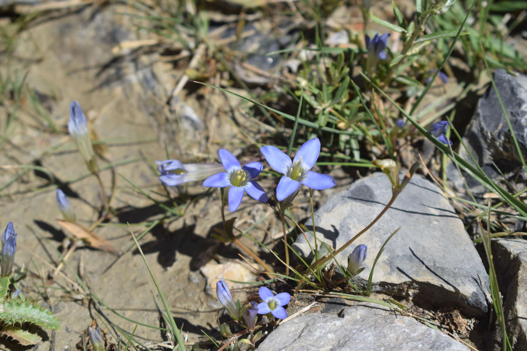 Imagem de Gentianella moorcroftiana (Wall. ex Griseb.) Airy Shaw