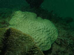 Image of wrinkle coral