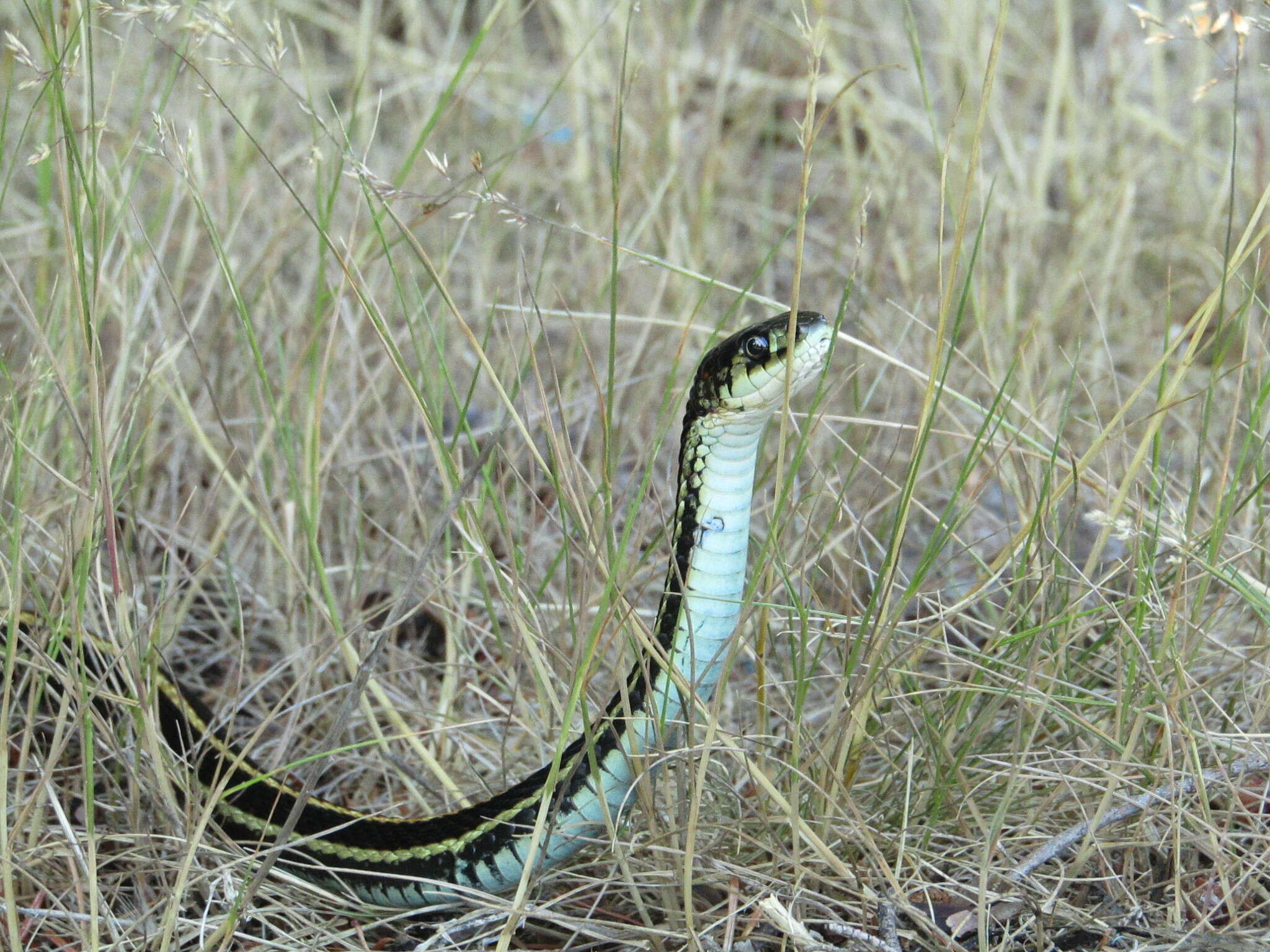 Image of Thamnophis sirtalis pickeringii (Baird & Girard 1853)