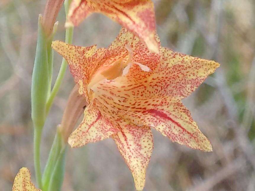 Слика од Gladiolus emiliae L. Bolus