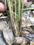 Image of Caribbean crabgrass