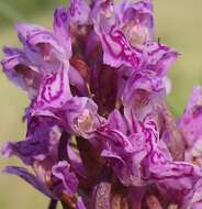 Image of Dactylorhiza incarnata subsp. cruenta (O. F. Müll.) P. D. Sell