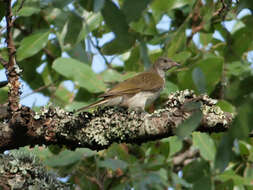 Image of Scaly-throated Honeyguide