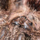 Image of Yellow Banded Pinktoe Tarantula