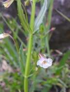 Image of Mimulus strictus Benth.