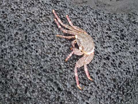 Image of Natal lightfoot crab