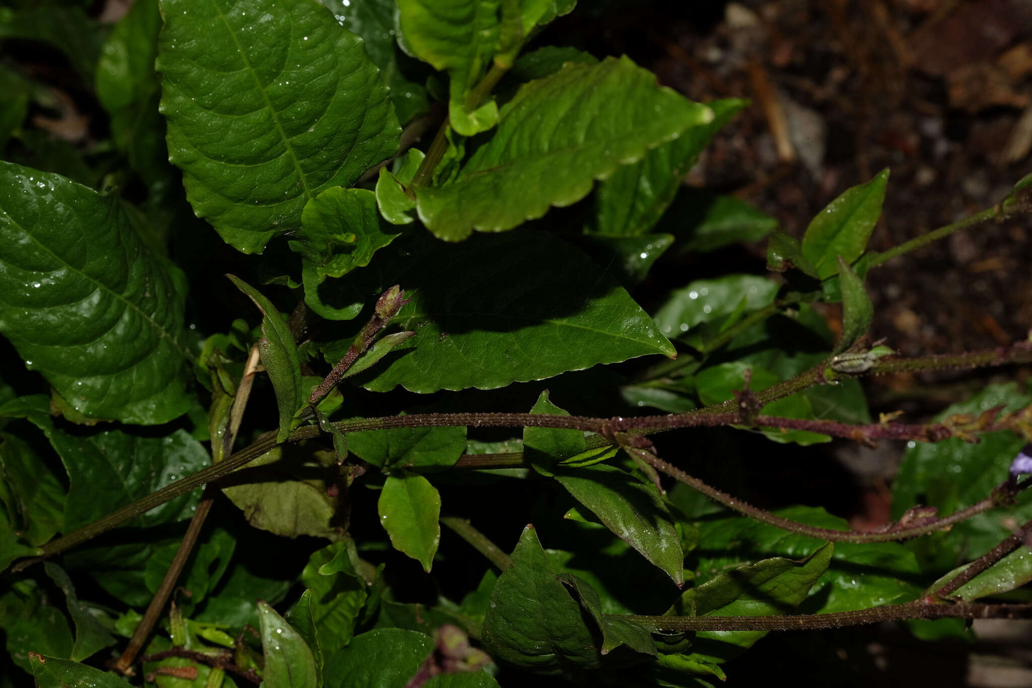 Image of Plumbago caerulea