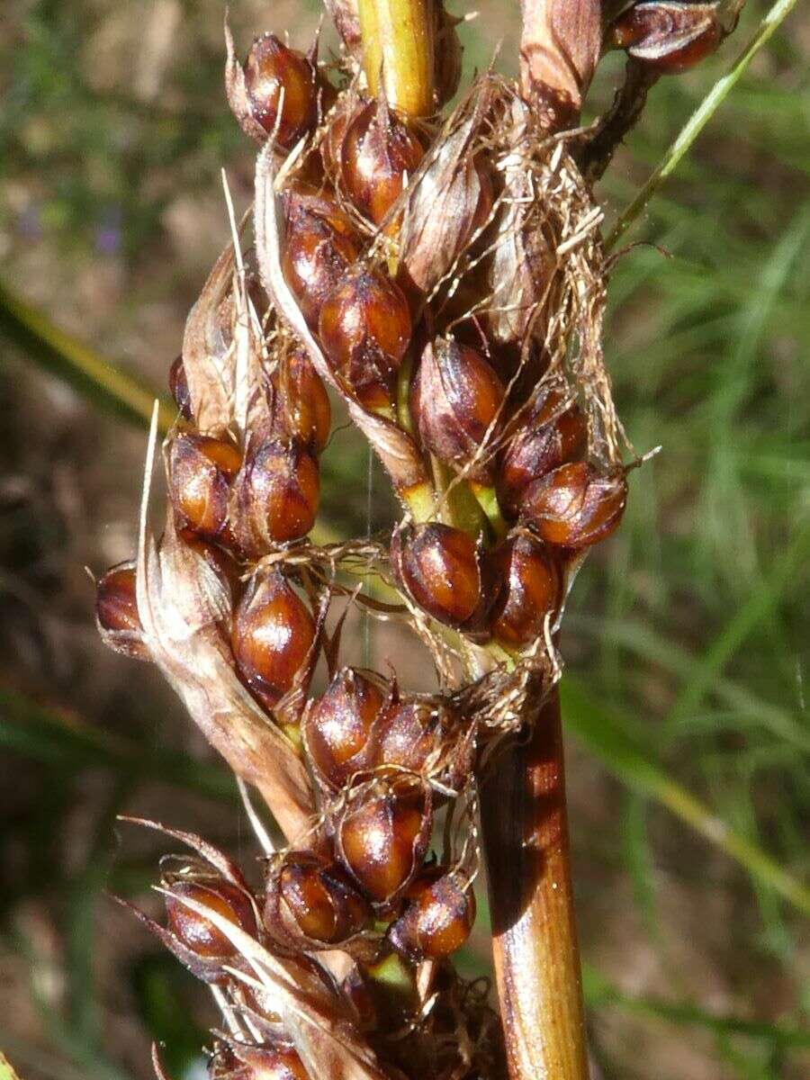 Image of Gahnia melanocarpa R. Br.