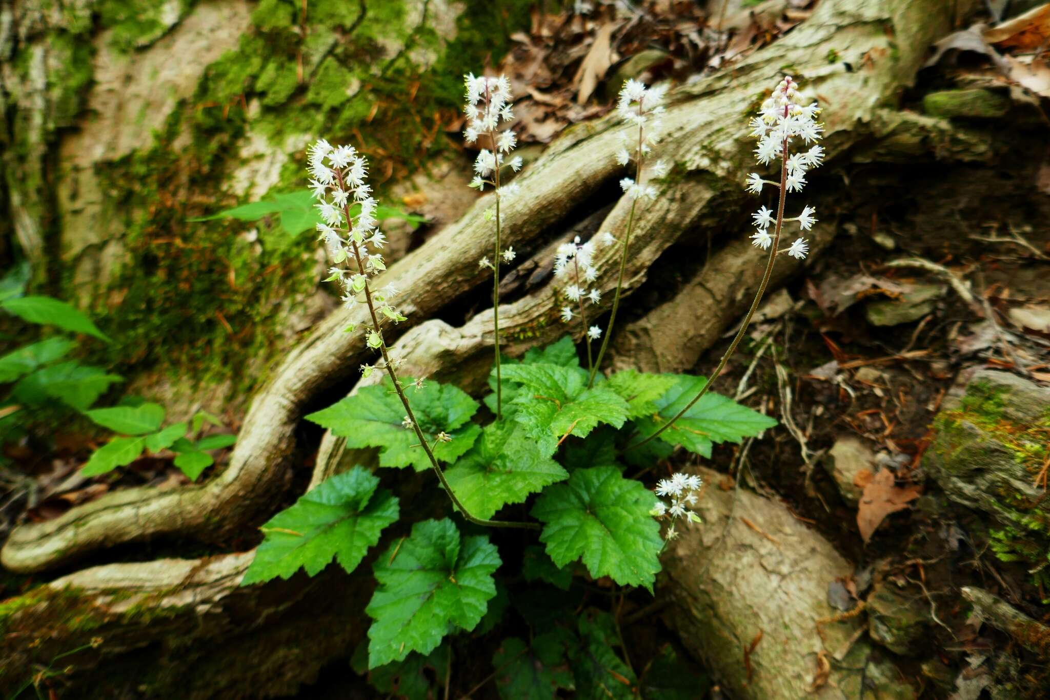 Image of heartleaf foamflower