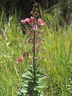 Image of Diascia purpurea N. E. Br.