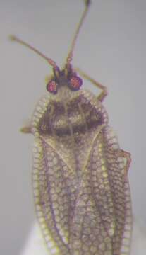 Image of Acalypta gracilis (Fieber 1844)