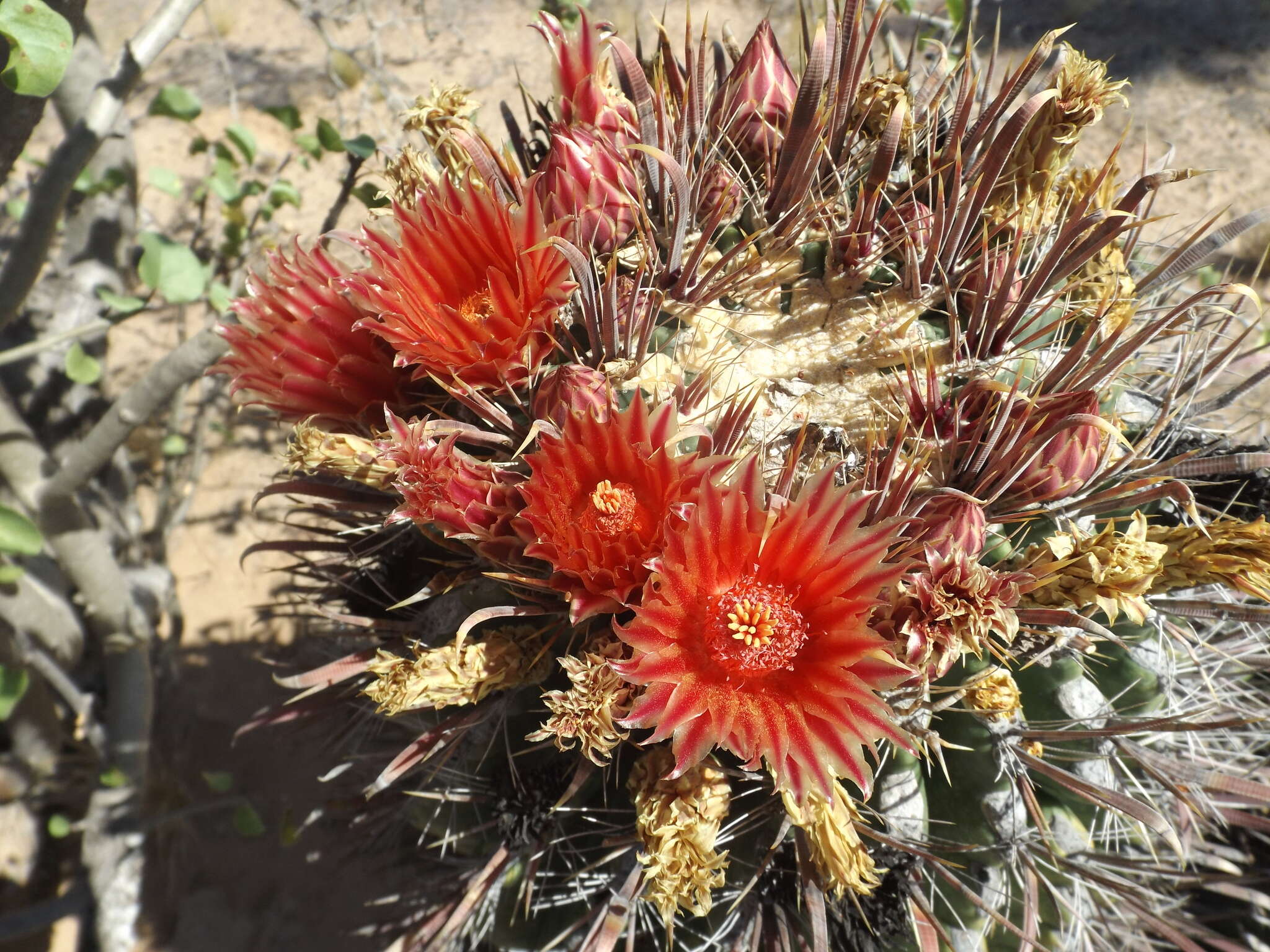 صورة Ferocactus peninsulae (F. A. C. Weber) Britton & Rose