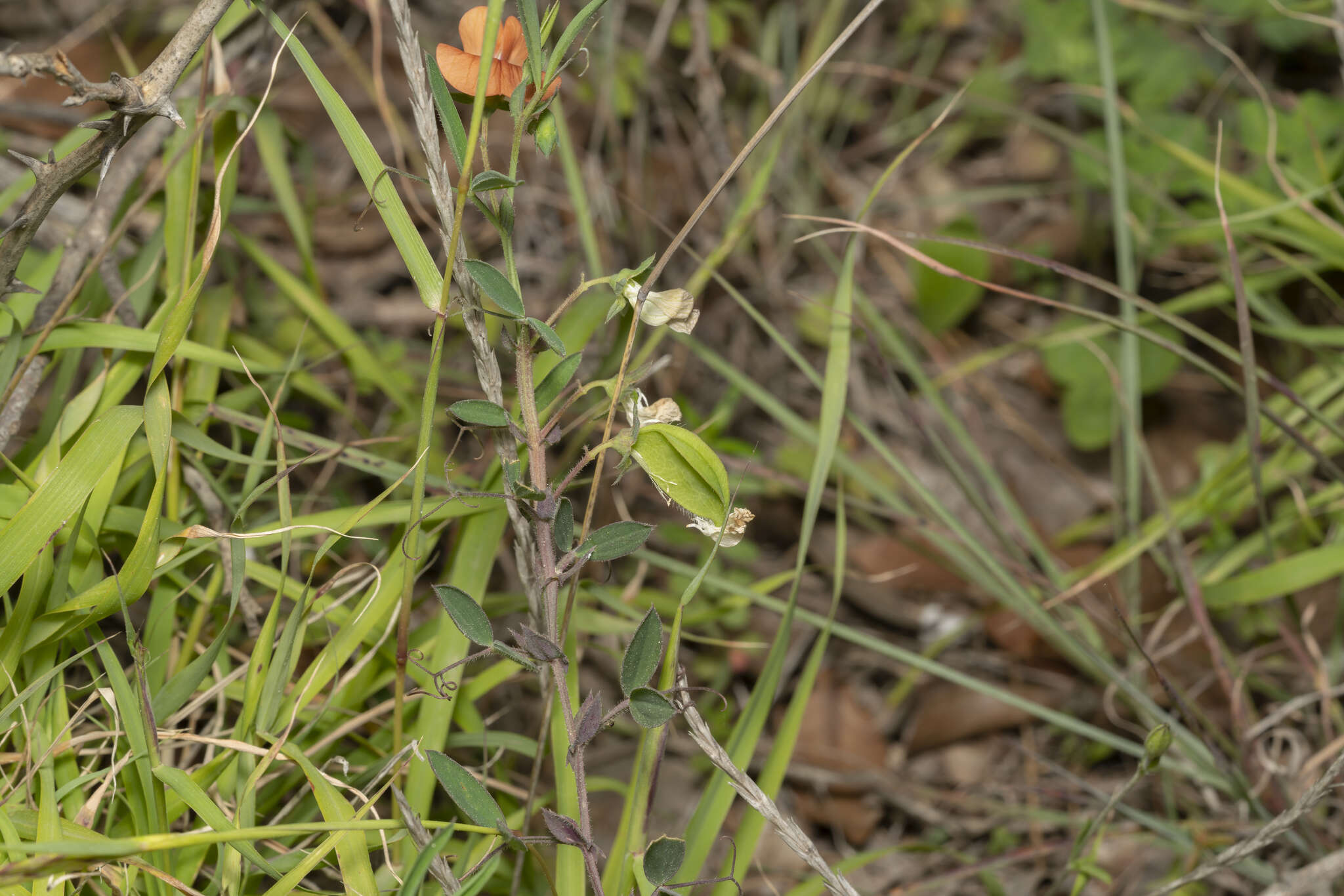 Image of Lathyrus blepharicarpus Boiss.