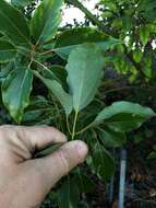 Image of Camphor laurel