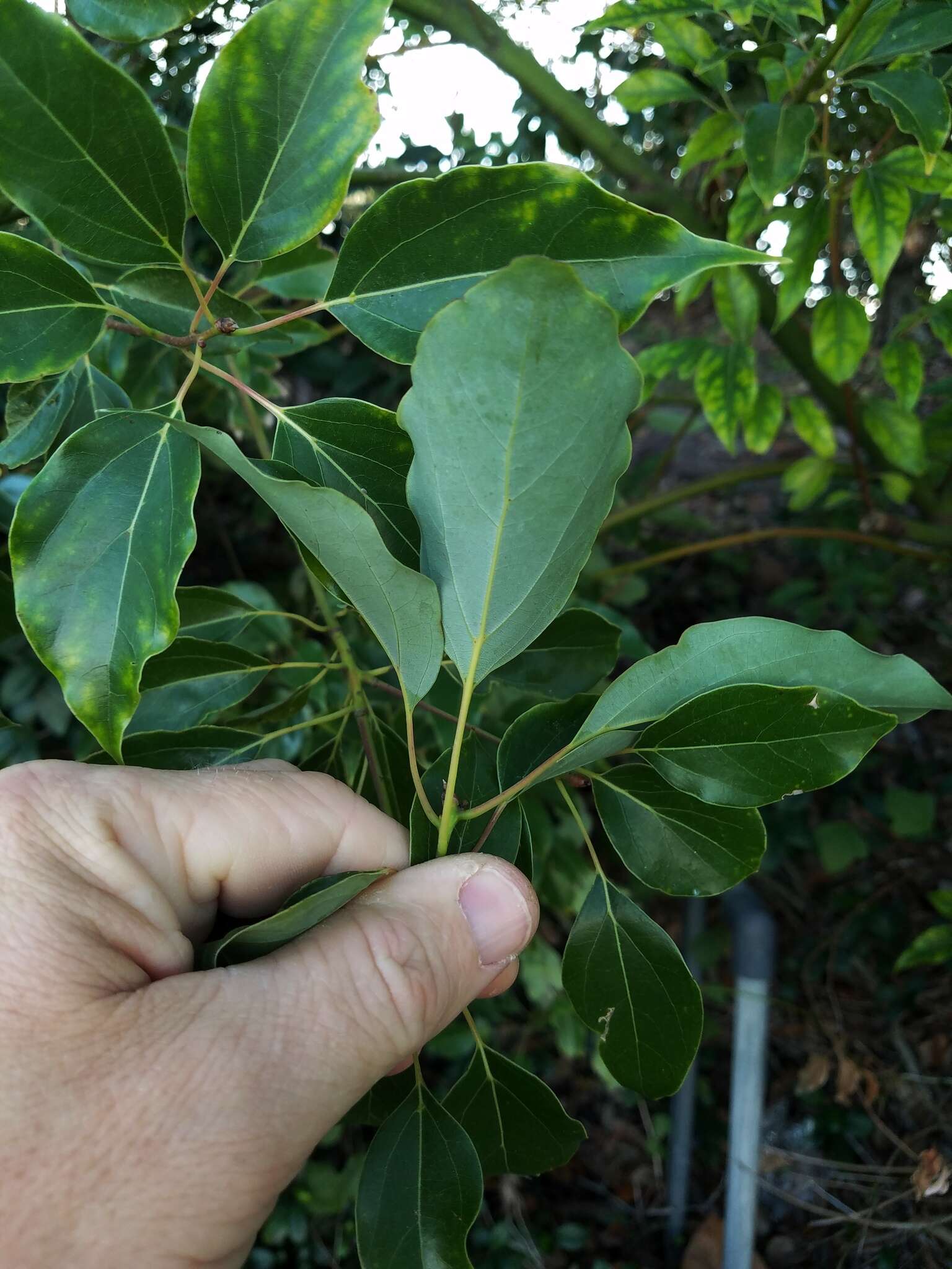 Image of Camphor laurel