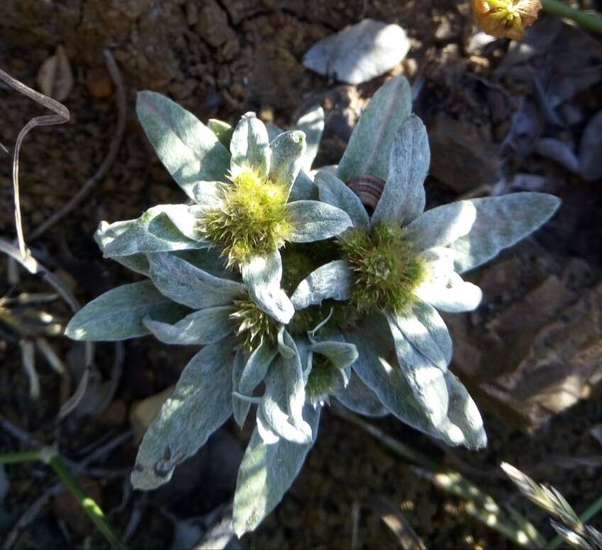 Image of Filago asterisciflora (Lam.) Sw.