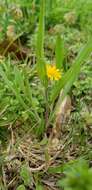 Image of Dwarf Dandelion