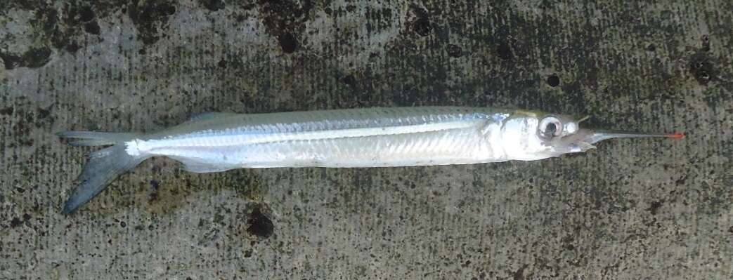 Image of Atlantic Silverstripe Halfbeak