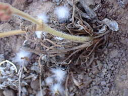 Image of Pelargonium nervifolium Jacq.